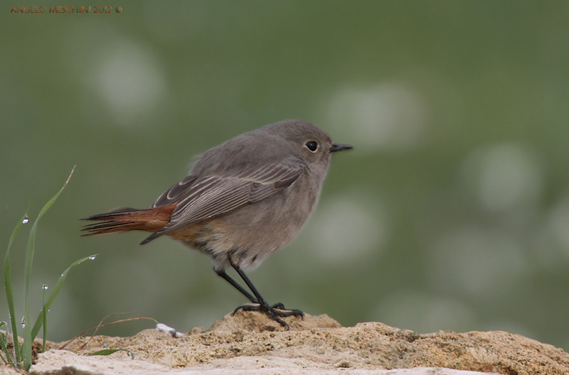 Codirosso spazzacamino